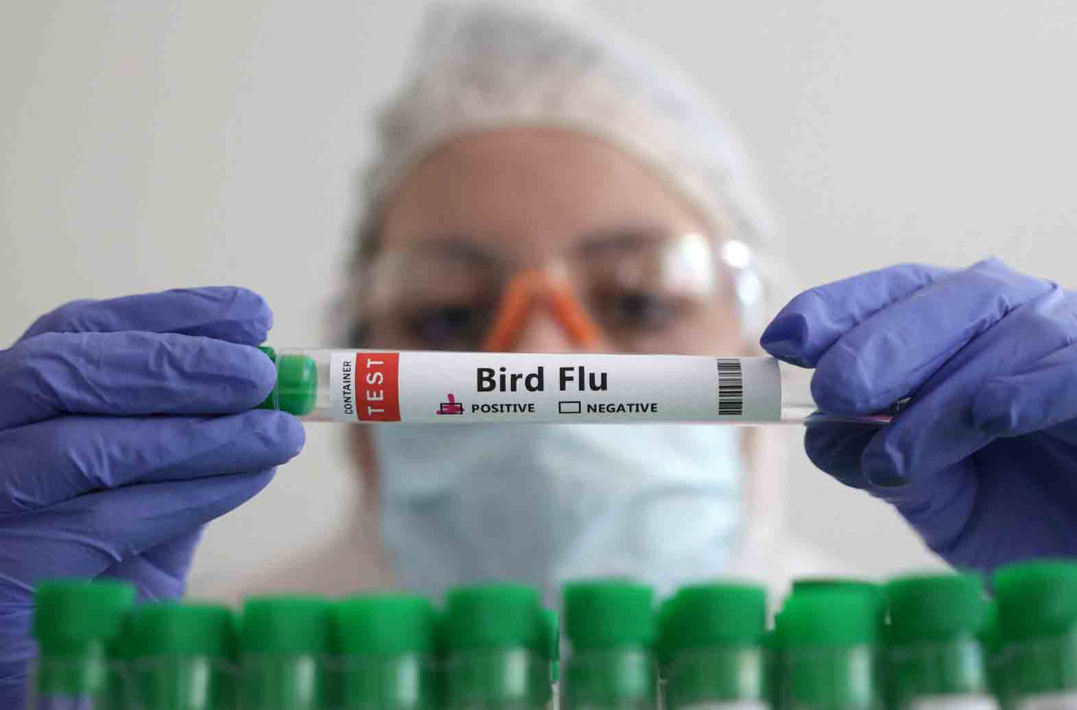 Bird flu