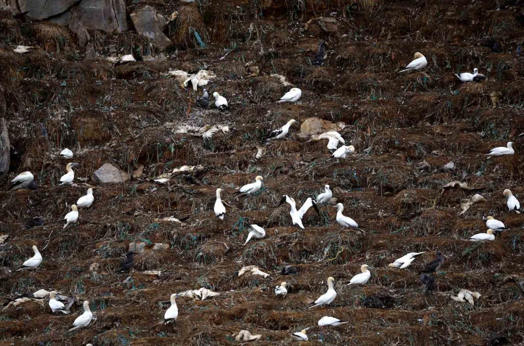 Dead gannets are seen in a colony of northern gannets on the Rouzic island of the Sept-Iles archipelago, a bird reserve affected by a severe epidemic of bird flu, off the coast of Perros-Guirec in Brittany, France, September 5, 2022. REUTERS/Stephane Mahe/