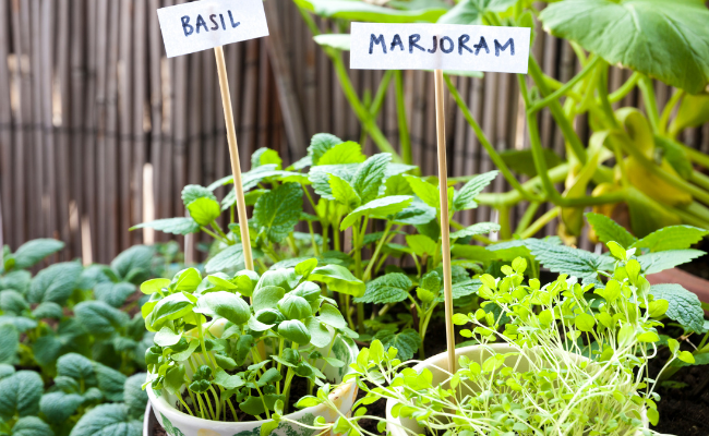 Benefits of Growing Your Herbs