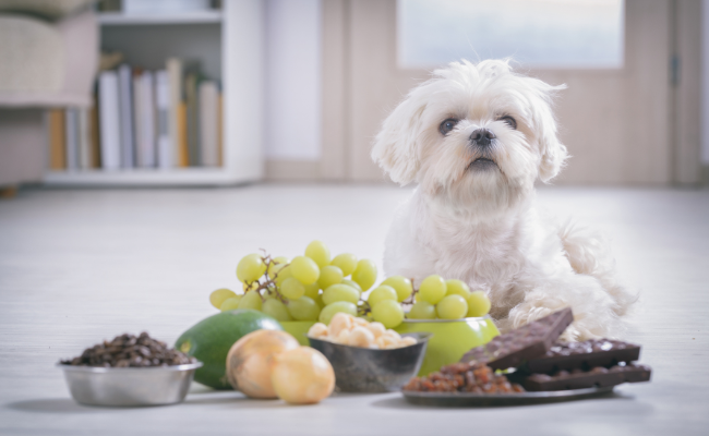 Dogs and their Reaction to Vegan Diets