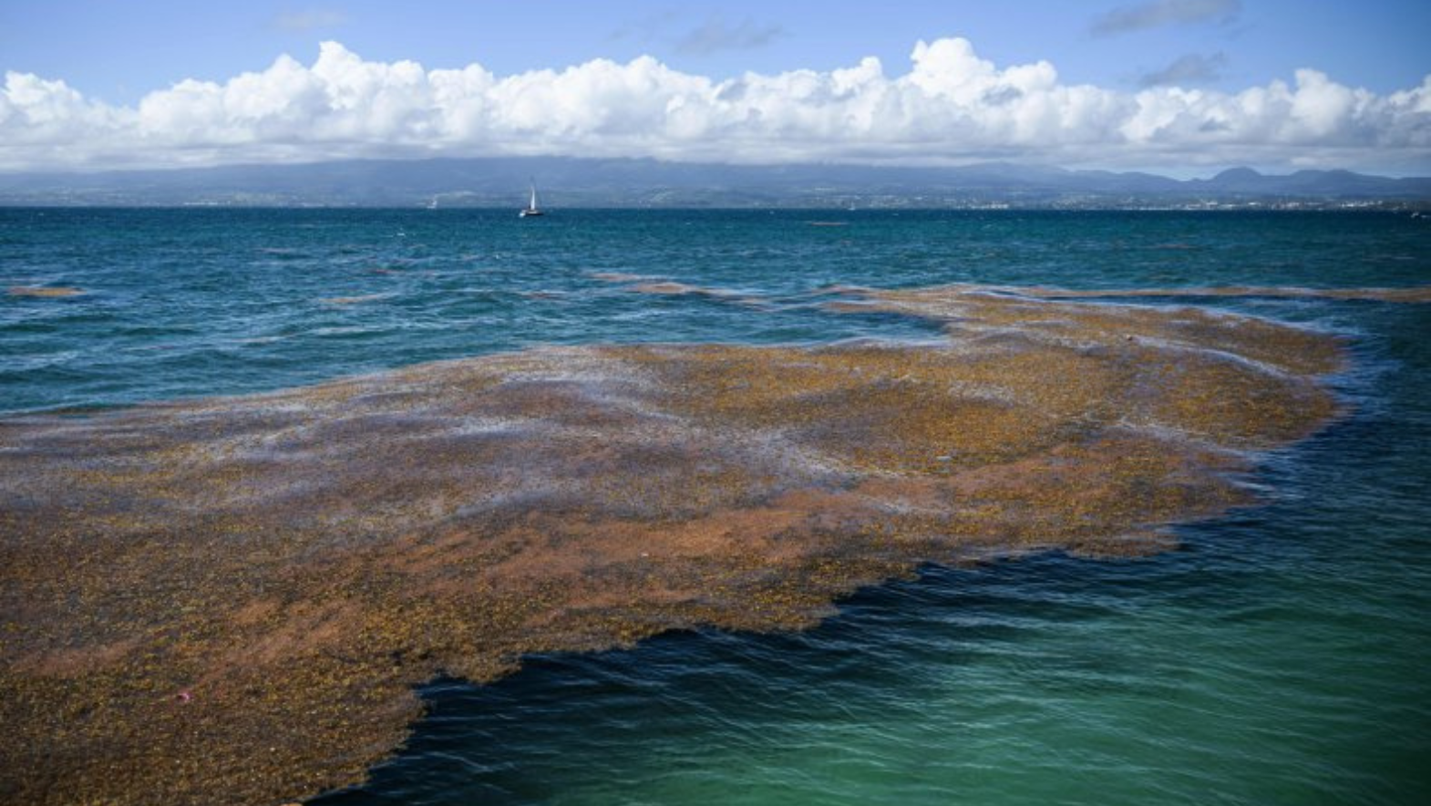 Giant Seaweed Mass Headed For Florida USA