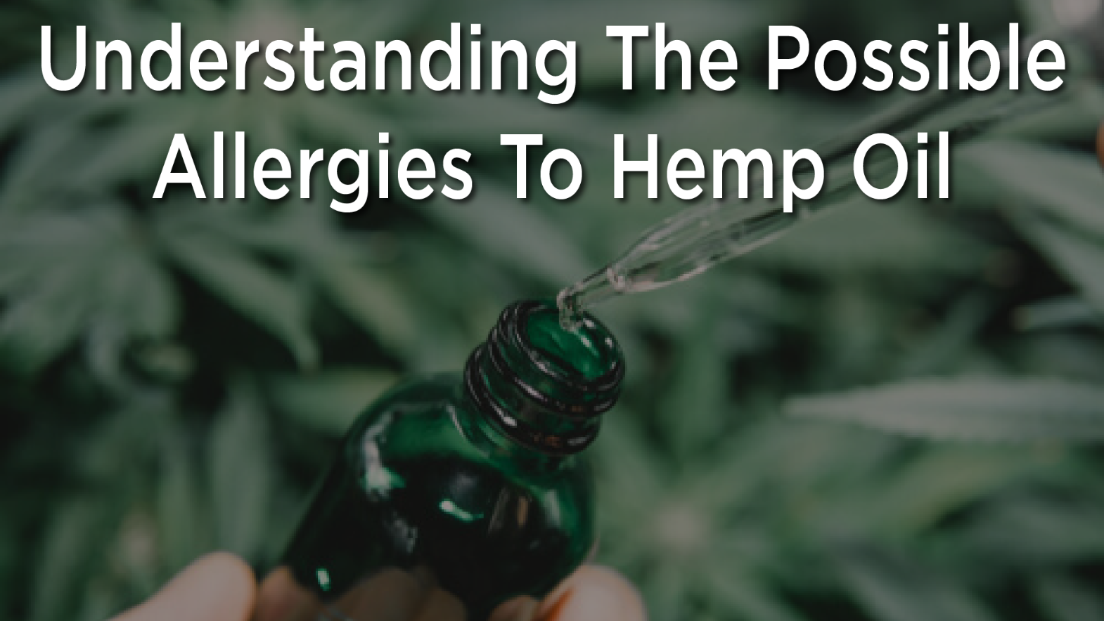 Understanding the Possible Allergies to Hemp Oil Inquirer