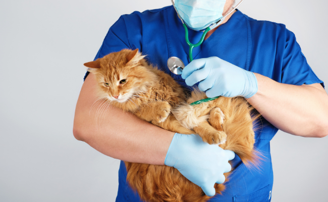orange tabby cat health issues