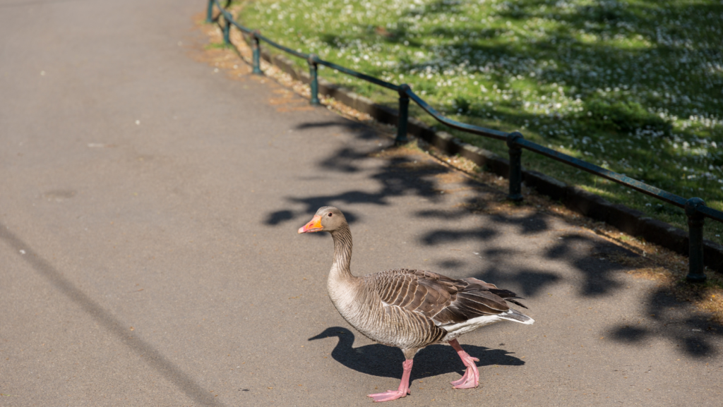 Illinois Man Fatally Hit By Van While Rescuing Goose From Traffic