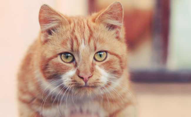 History of Orange Tabby Cats