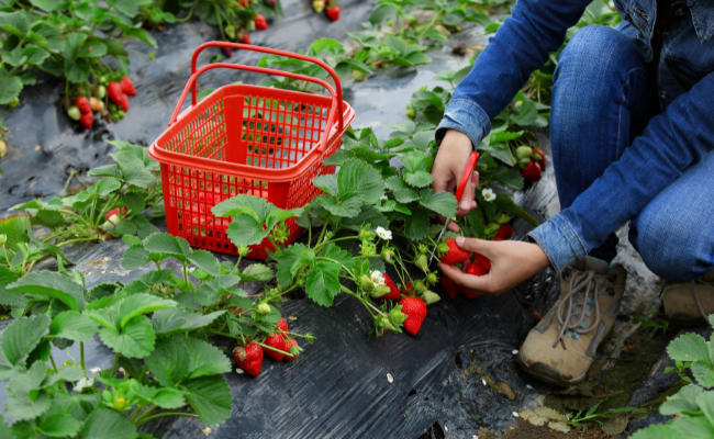 Discover the Culprit Behind California's Mediocre Strawberries This Year