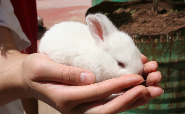 The Importance of Cruelty-Free Certifications and Labels