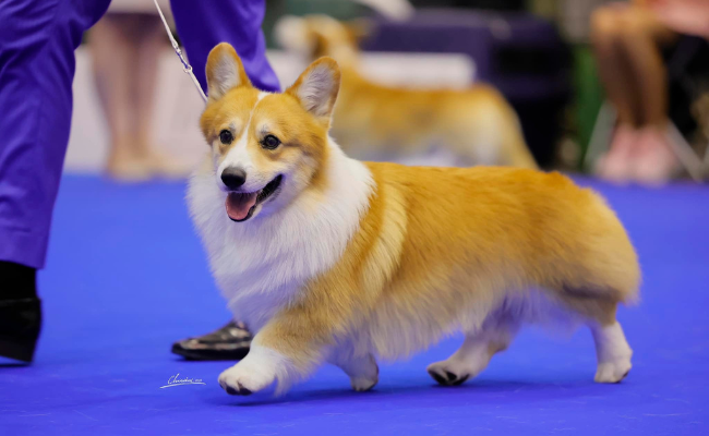 This PH-based corgi just won the hearts (and the prize) at the World Dog Show 2023