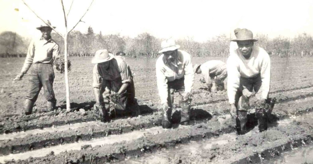 Filipino workers planting asparagus in Stockton in the 1930s. (Photo courtesy of Virginia Supnet Hill)