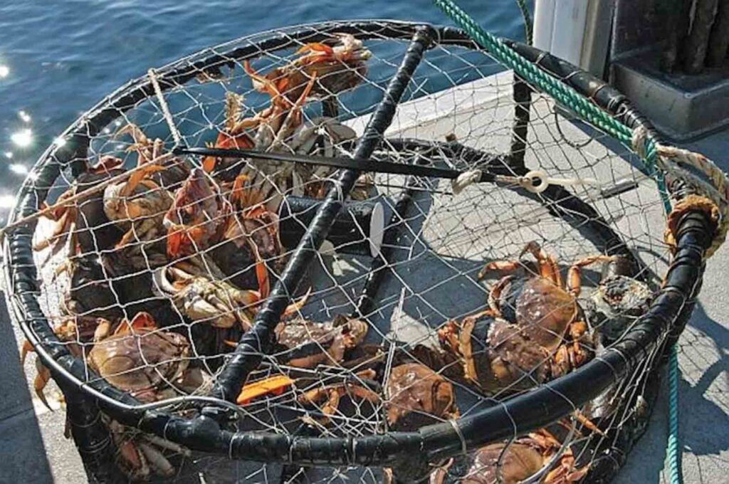 Three Filipinos from Surrey, BC men were fined and banned from crab fishing for two years after being caught with over 80 undersized Dungeness crabs off North Vancouver in March 2023. | DFO