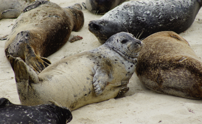 California beach closed until 2030 over sea lion harassment