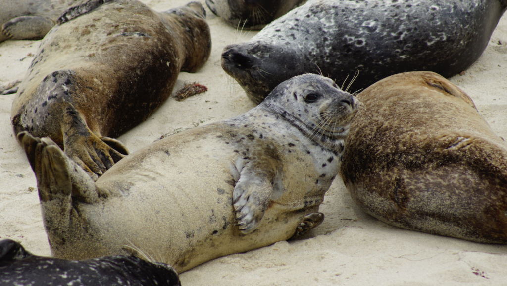 Point La Jolla - Seasonal Closure, Parks & Recreation