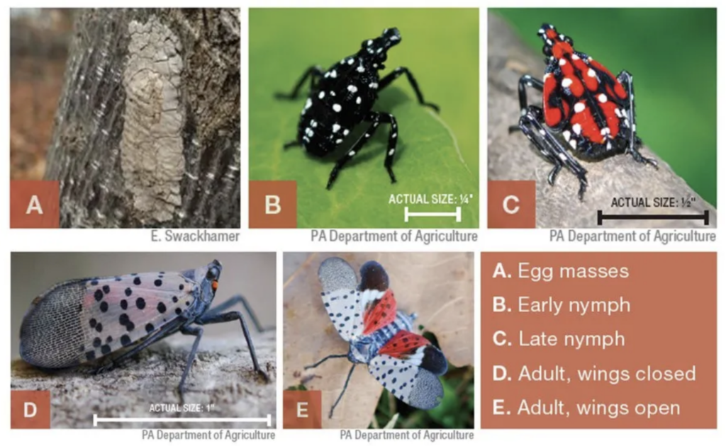 Life stages of the spotted lanternfly
