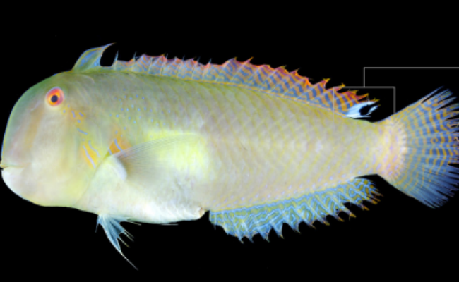 Photo of the eclipse-spot razor wrasse, a newfound fish species, that was first discovered in a public market in Bohol.