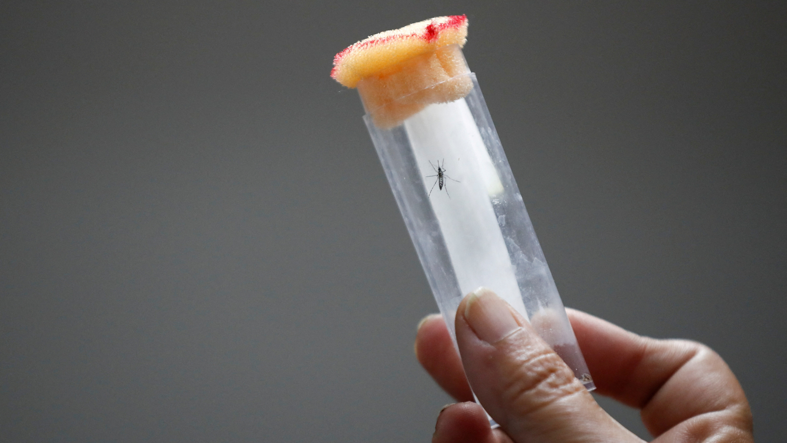 First pill for dengue shows potential in human challenge trial