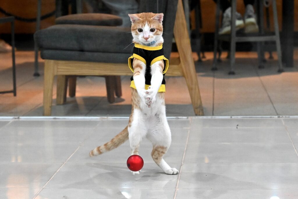 Conan the security cat wearing a black-and-yellow security vest, failing to catch a ball during playtime