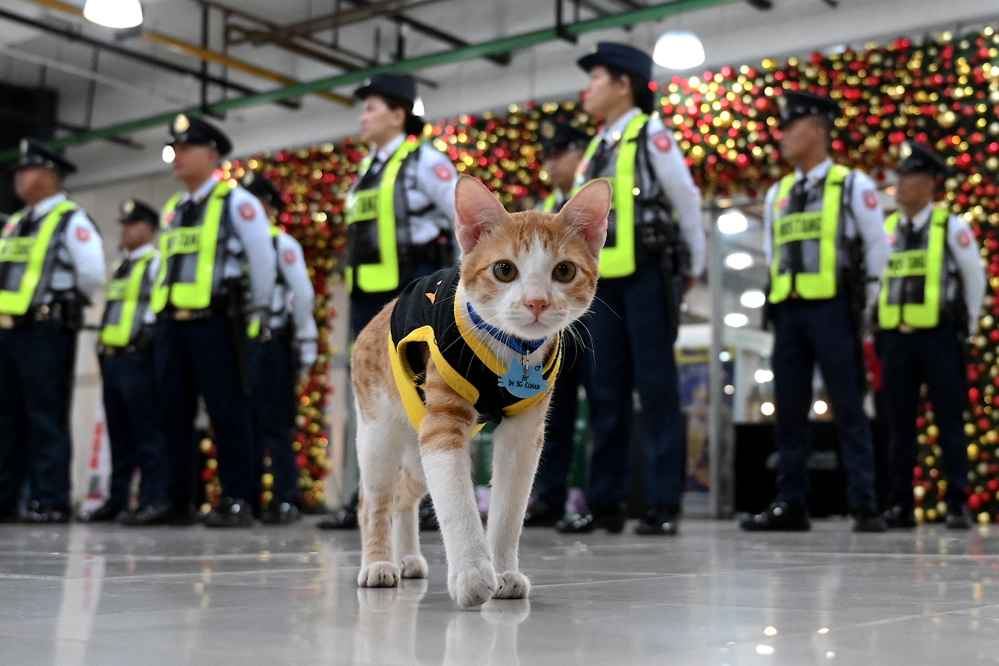 Let Conan the security cat be your onduty paw patrol in Manila