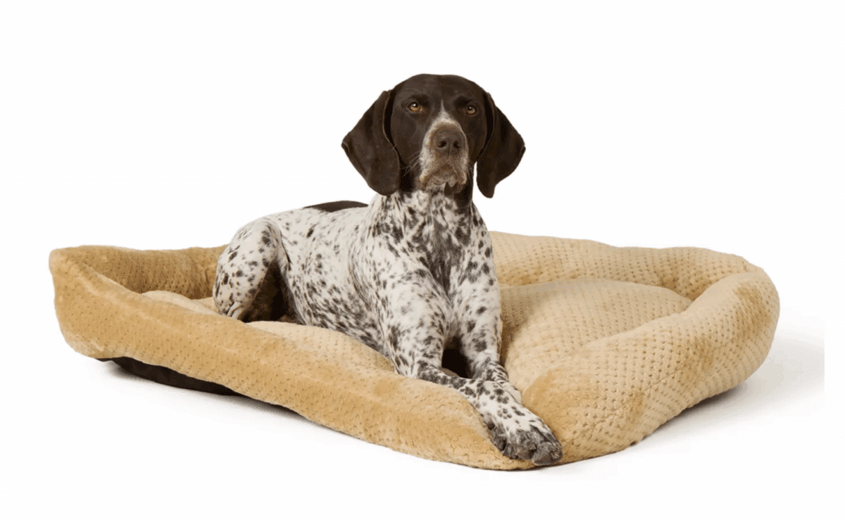 Large tan plush Top Paw dog bed with a brown and white dog lying comfortably on it.