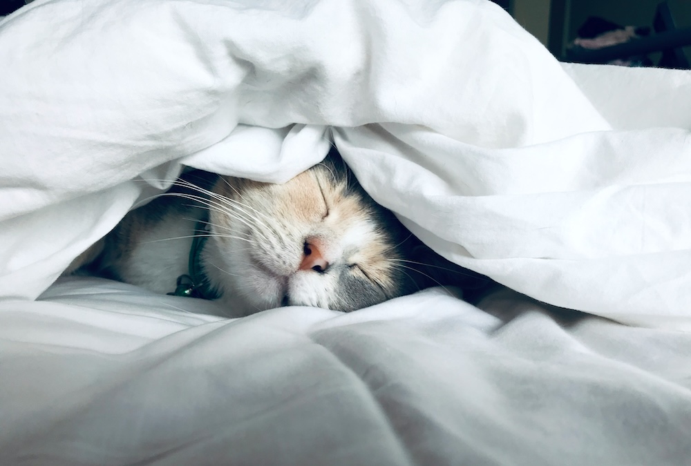 Get good sleep like this cat | Photo by Kate Stone Matheson on Unsplash