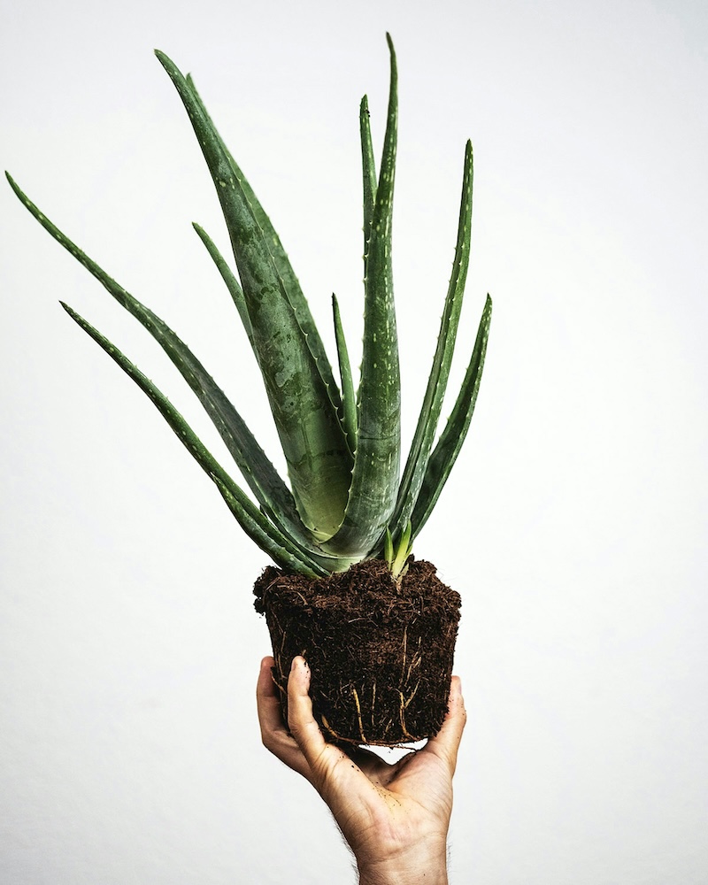 Lucky plants: Aloe vera