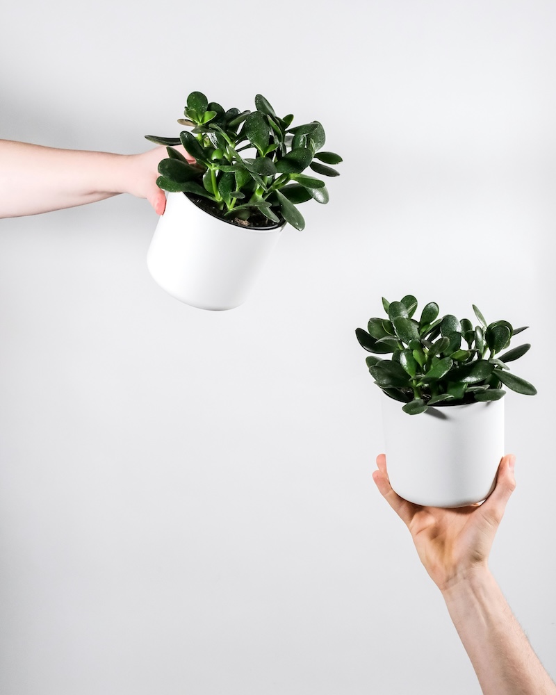Lucky plants: Money plant or jade plant