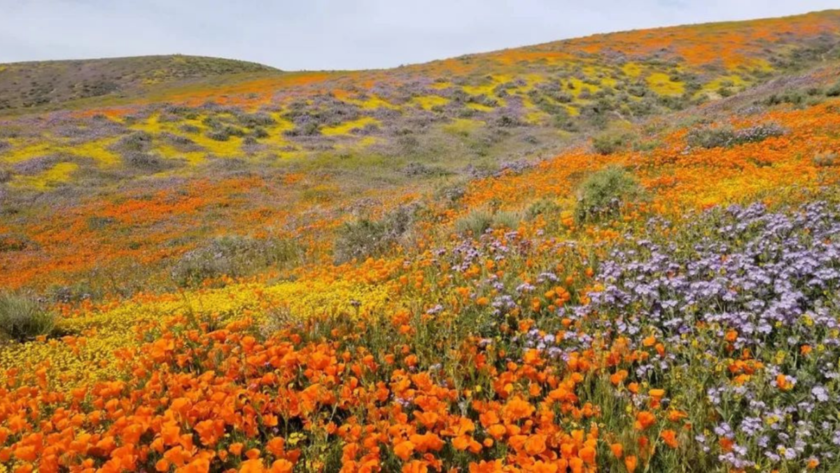 The best places to see California’s wildflower super bloom this spring