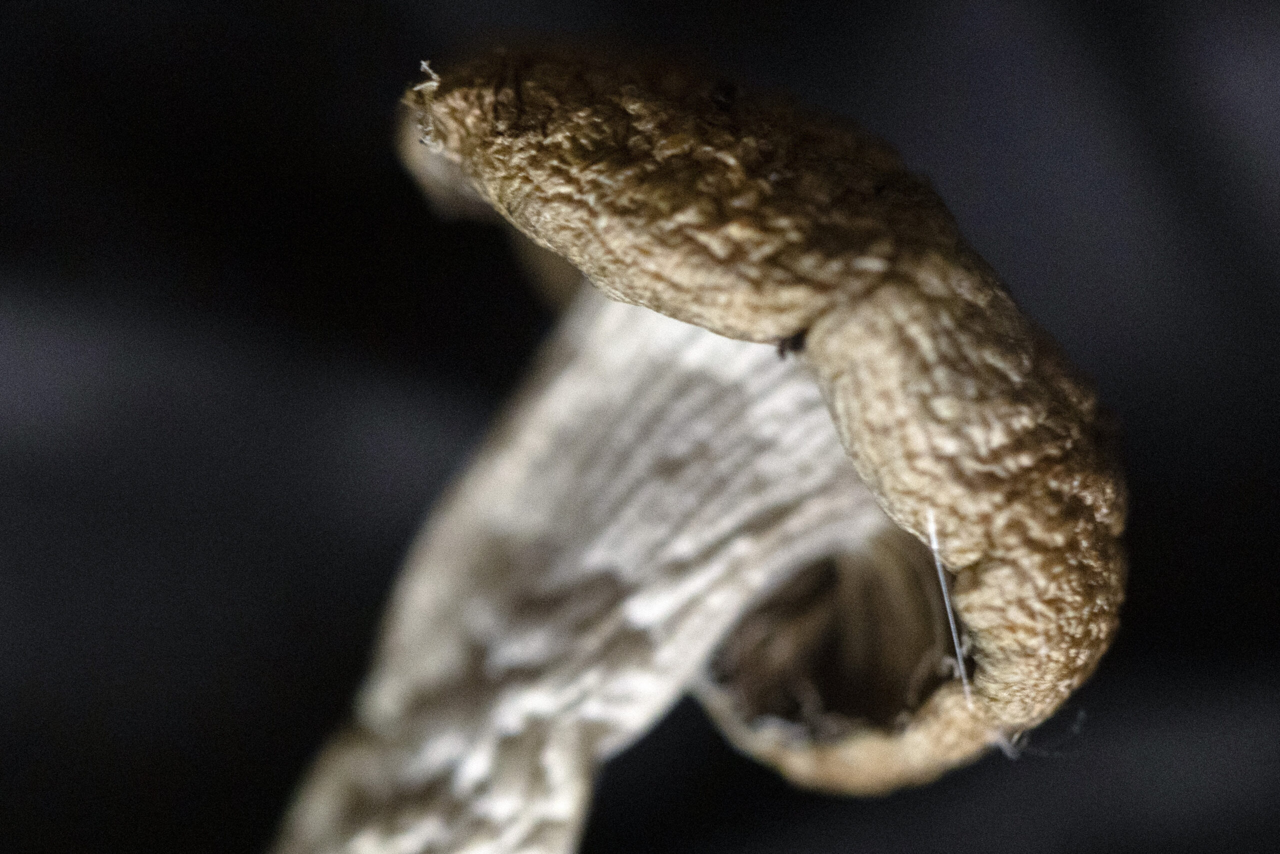 Scientists Warn Public Against Unregulated Magic Mushrooms