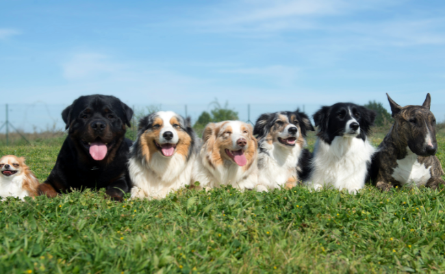 Does dog breed affect personality traits?