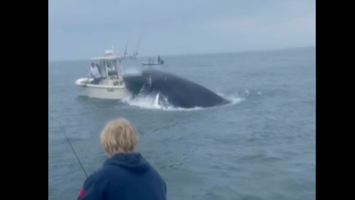 Whale surfaces, capsizes fishing boat off New Hampshire coast