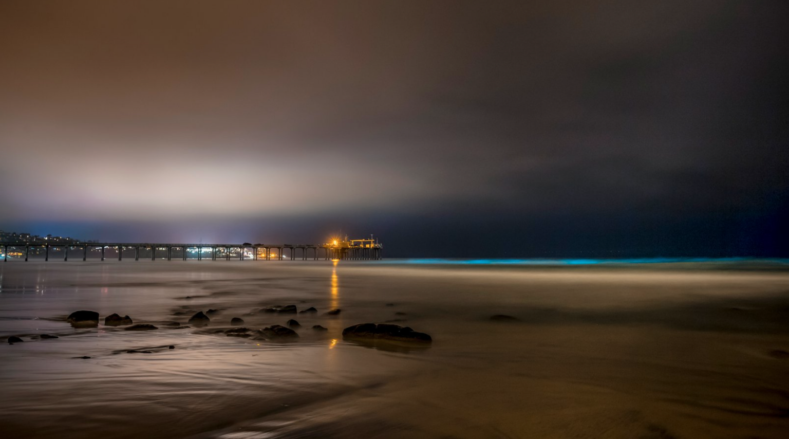 WATCH Dolphins frolic in bioluminescent waters off California