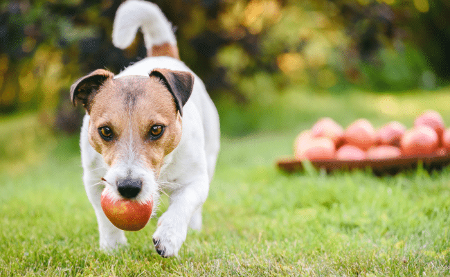 Can my dog eat this? Top 5 fruits dog owners google the most