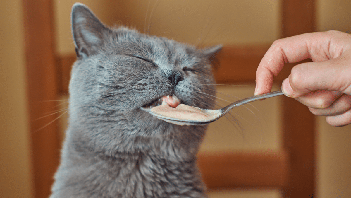 Top 10 human foods that are safe for cats to eat