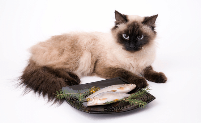 10 human foods that are safe for your cats