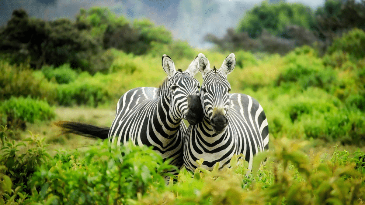 8 Africa Safari Destinations for Unforgettable Wildlife Encounters