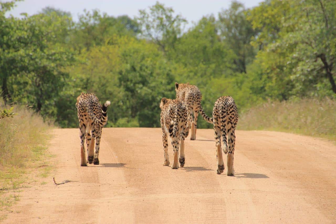 Three cheetahs walking along a dusty road in Kruger National Park, South Africa, surrounded by lush green vegetation.