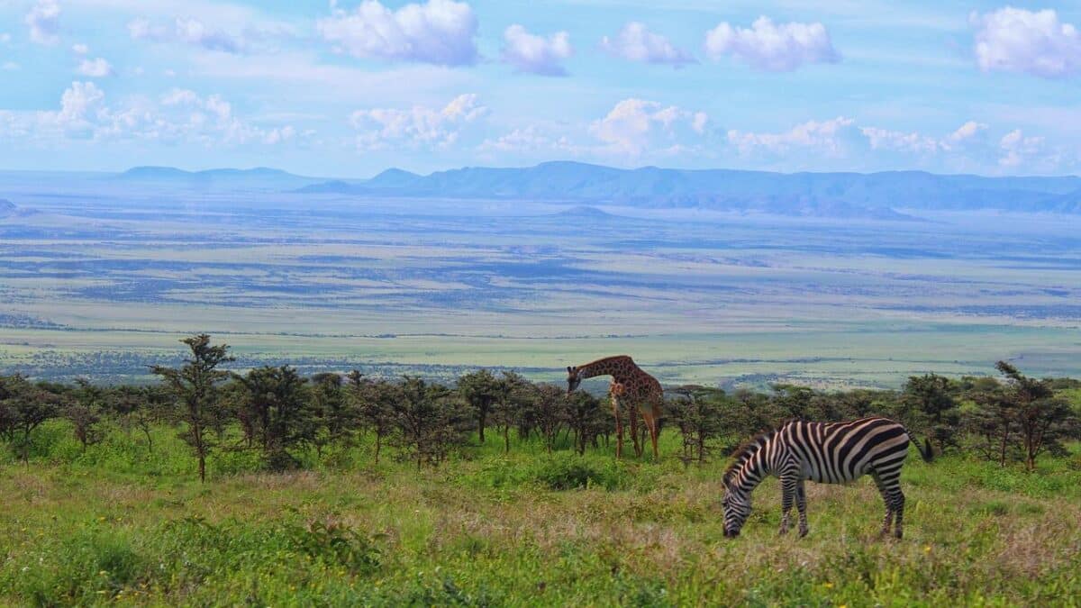 Zebra and giraffe grazing on the open plains of Serengeti National Park, Tanzania, with rolling hills and a blue sky in the background.