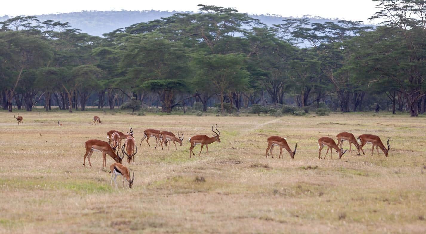 A group of antelopes grazing on the grassy plains of Maasai Mara National Reserve, Kenya, with acacia trees in the background.