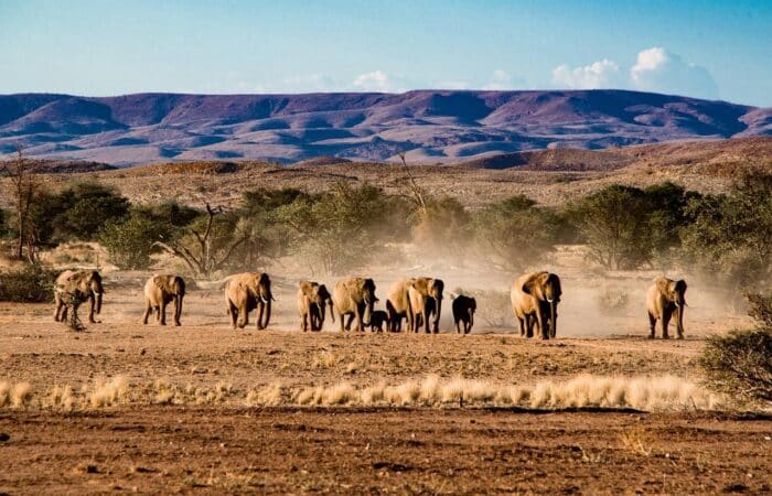 A herd of elephants walking across the arid landscape of Etosha National Park, Namibia, with distant mountains and sparse trees in the background.