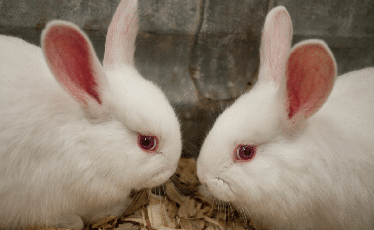 Easter Bunnies