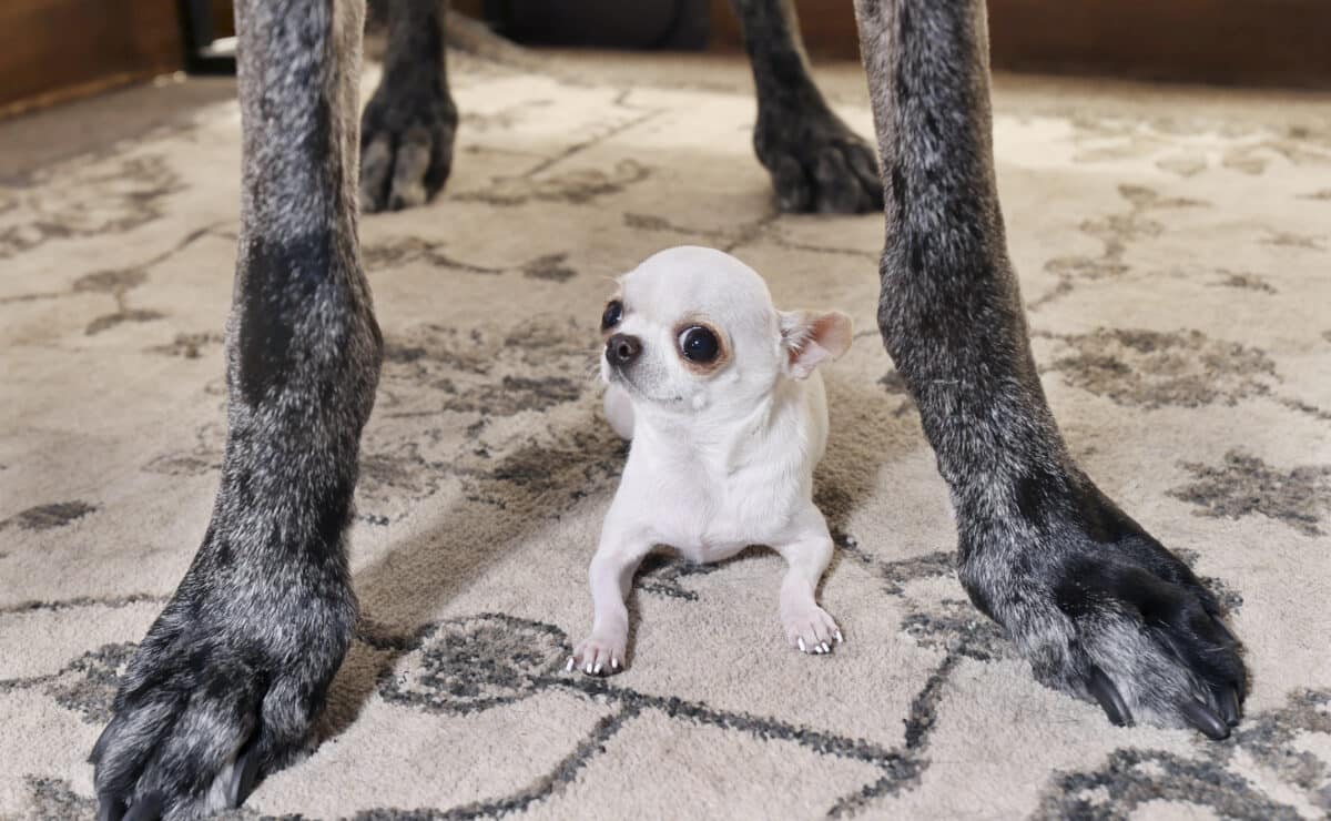 Dogs