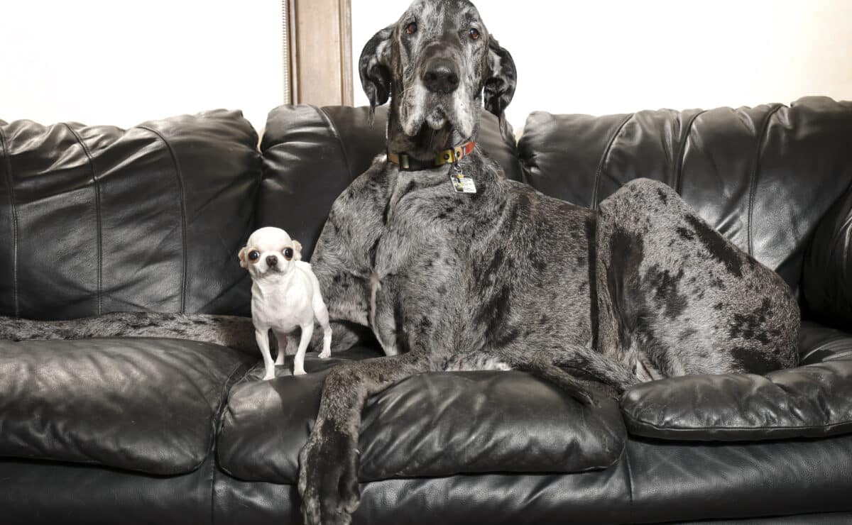 dogs