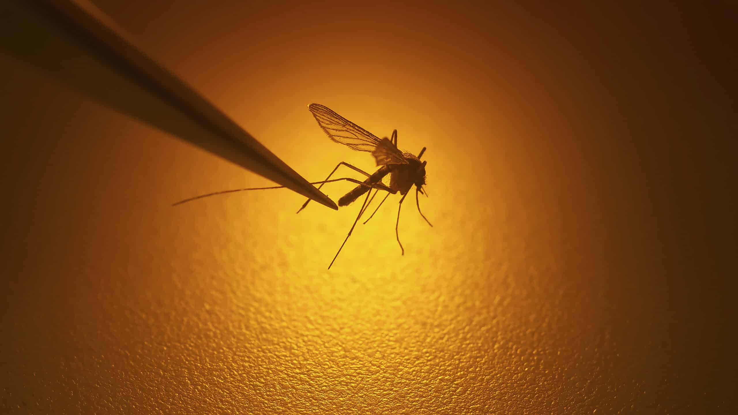 Los Angeles County reports first West Nile virus death of 2025