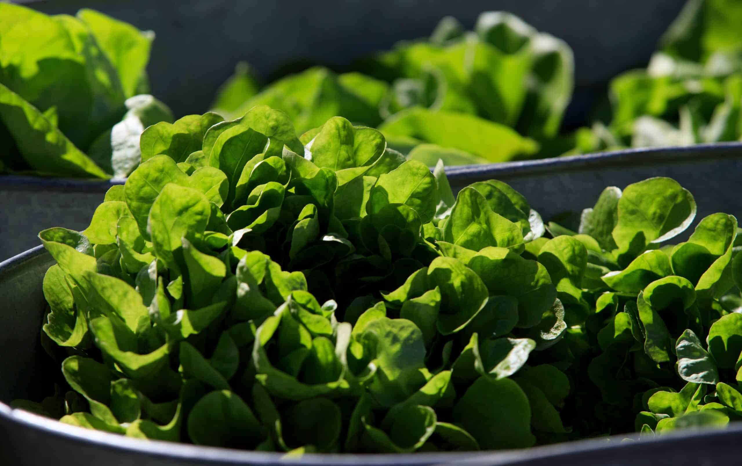 Lettuce cyclospora